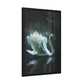 Elegance of the Swan (Framed Paper Posters)